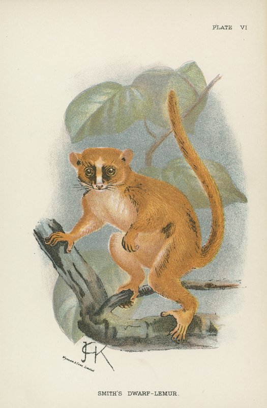 Smiths Dwarf-Lemur tekijältä English School