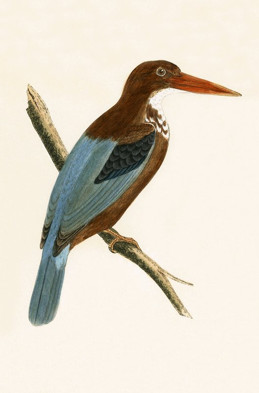 Smyrna Kingfisher, kuva Charles Robert Breen (1811-86) teoksesta "A History of the Birds of Europe Not Observed in the British Isles", julkaistu 1867. tekijältä English School