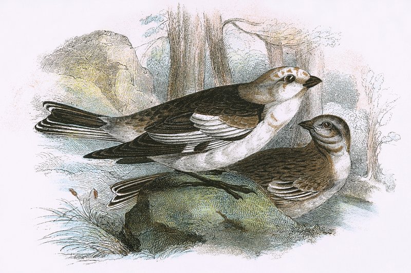 Snow Bunting tekijältä English School