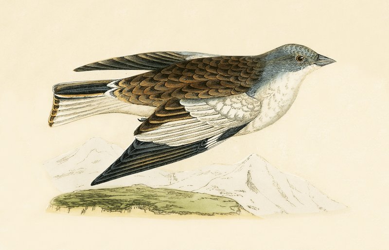 Snow Finch, kuvitus Charles Robert Breen (1811-86) julkaisusta "A History of the Birds of the Birds of the British Islands", julkaistu 1867 tekijältä English School
