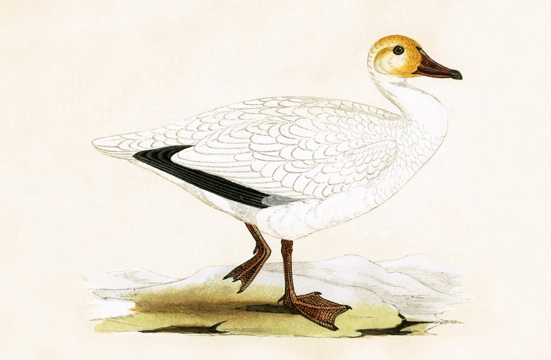 Snow Goose, kuvitus Charles Robert Breen (1811-86) julkaisusta "A History of the Birds of the Birds of the British Islands", julkaistu 1867 tekijältä English School