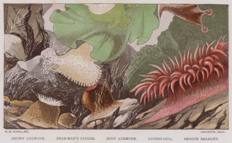 Snowy Anemone, Dead-Man