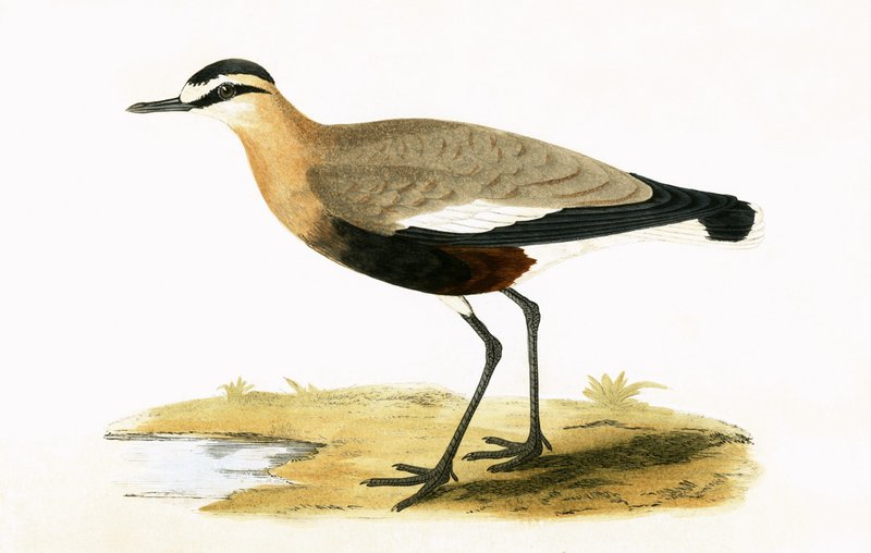 Social Plover, kuvitus Charles Robert Breen (1811-86) julkaisusta "A History of the Birds of the Birds of the British Islands", julkaistu 1867 tekijältä English School