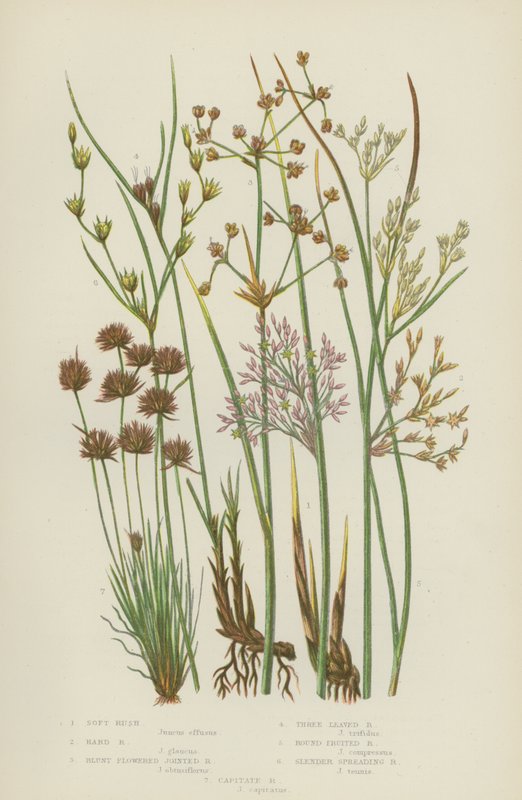 Soft Rush, Hard Rush, Blunt Flowered Jointed Rush, Three Leaved Rush, Round Fruited Rush (väri litho) tekijältä English School