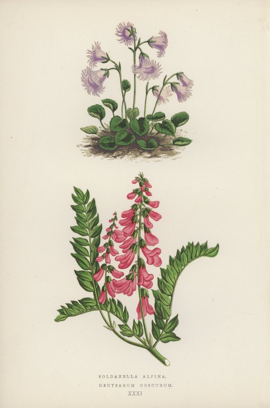 Soldanella Alpina; Hedysarum Obscurum (värilitra). tekijältä English School