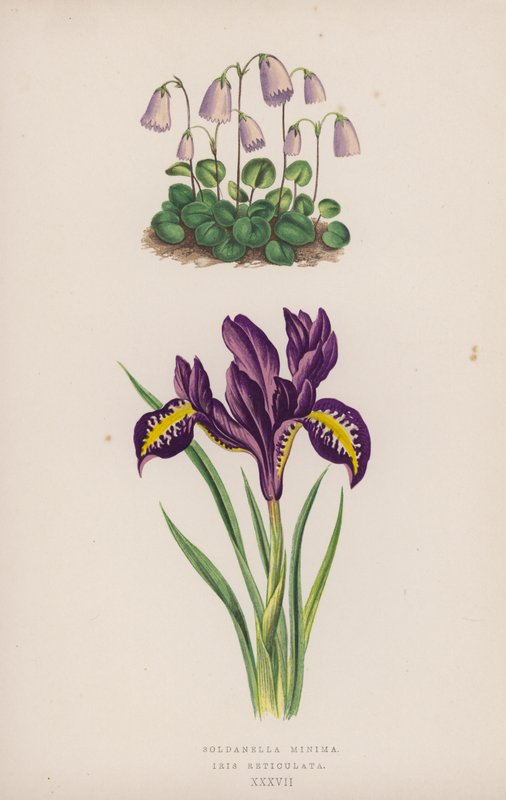 Soldanella Minima; Iris Reticulata (väri litho) tekijältä English School