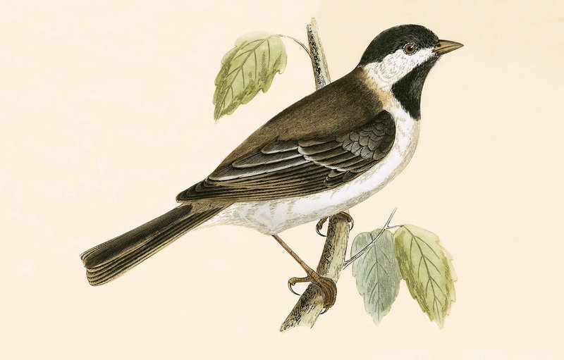 Sombre Tit, kuvitus Charles Robert Breen (1811-86) teoksesta "A History of the Birds of the Birds of the British Islands", julkaistu 1867 tekijältä English School