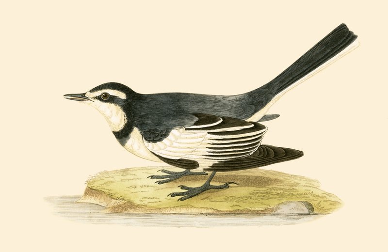 Sombre Wagtail, kuvitus Charles Robert Breen (1811-86) teoksesta "Euroopan lintujen historia, joita ei havaittu Brittein saarilla", julkaistu 1867 tekijältä English School