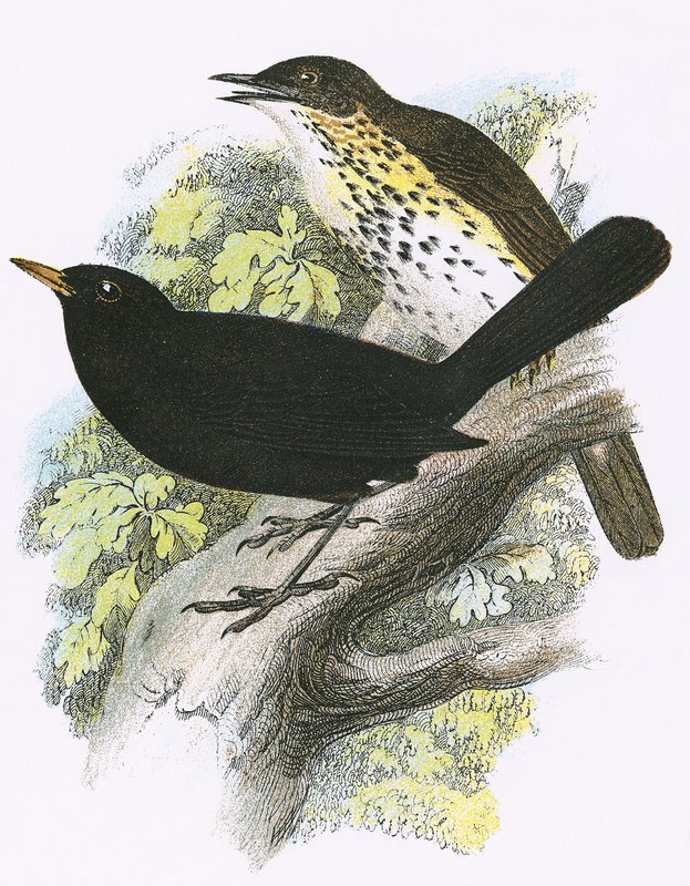 Laulurastas (ylhäällä) ja Blackbird (alhaalla) tekijältä English School
