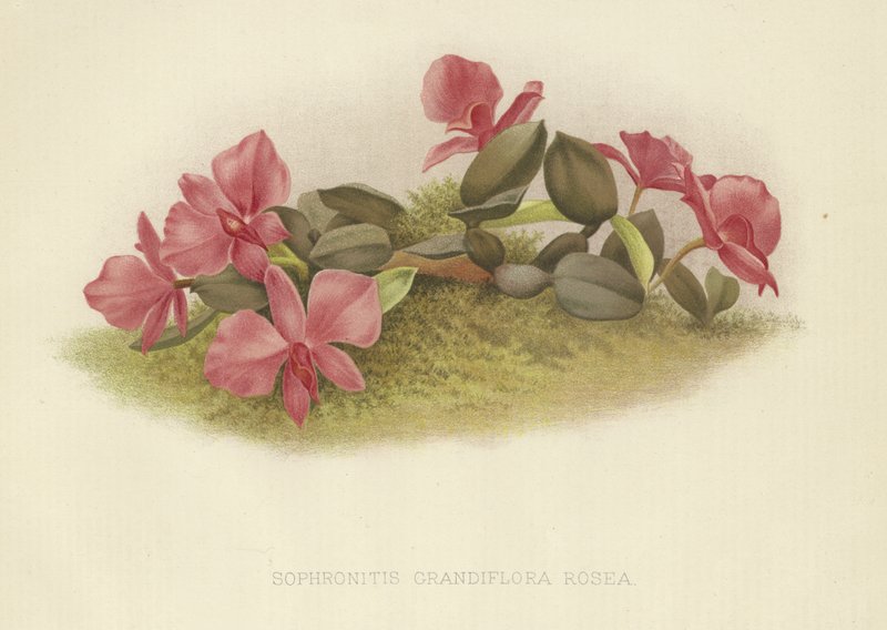 Sophronitis grandiflora rosea tekijältä English School