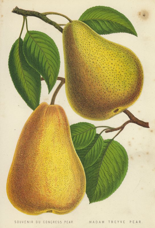Souvenir Du Congress Pear, Madam Treyve Pear tekijältä English School