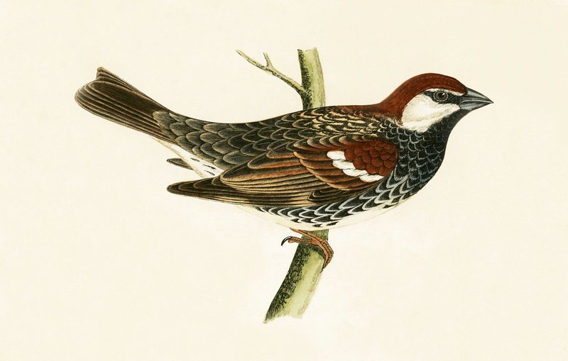 Espanjalainen varpunen, kuvitus Charles Robert Breen (1811-86) julkaisusta "A History of the Birds of the Birds of the British Islands", julkaistu 1867 tekijältä English School