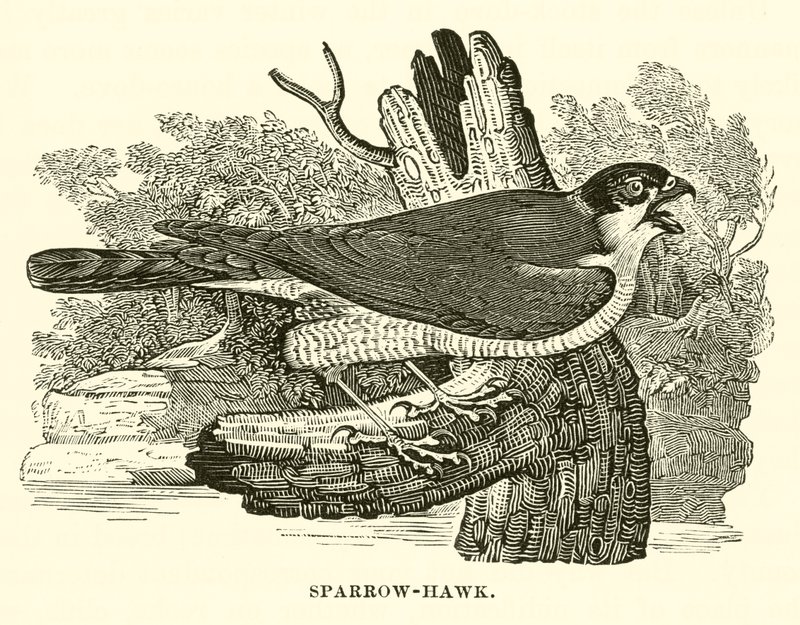 Sparrow-Hawk (kaiverrus) tekijältä English School