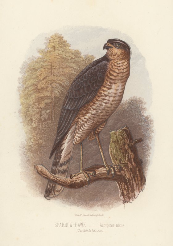 Varpushaukka, Accipiter Nisus (värilitro) tekijältä English School