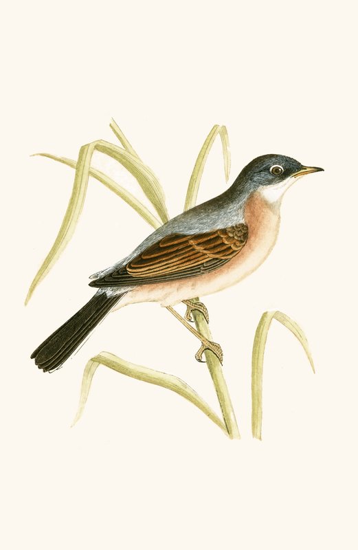 Spectacled Warbler, kuvitus Charles Robert Breen (1811-86) teoksesta "A History of the Birds of the Birds of the British Islands" (1811-86), julkaistu 1867 tekijältä English School