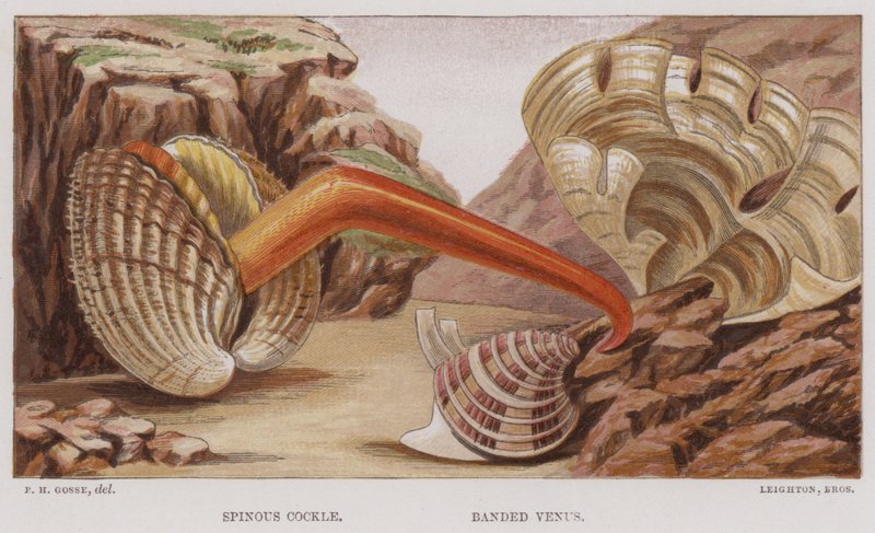 Spinous Cockle, Banded Venus (värilitro) tekijältä English School