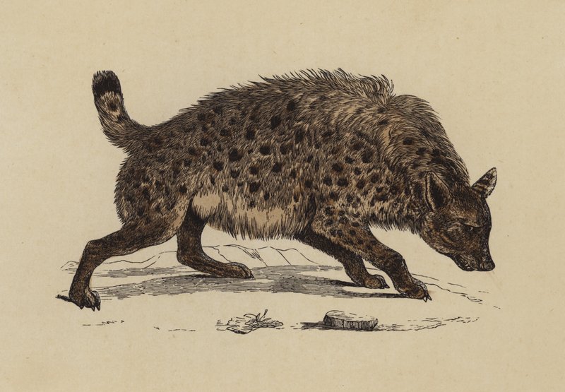 Täplikäs hyaena (värilitro) tekijältä English School