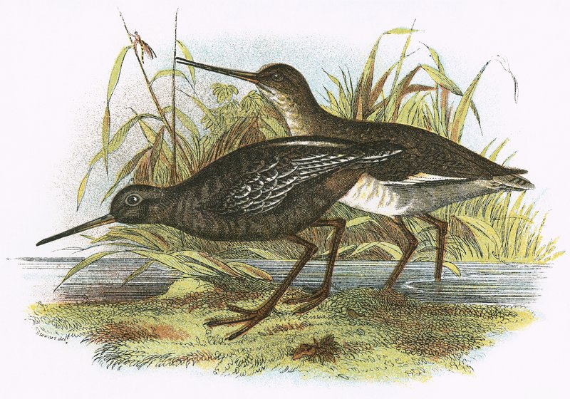 Täplikäs Redshank tekijältä English School