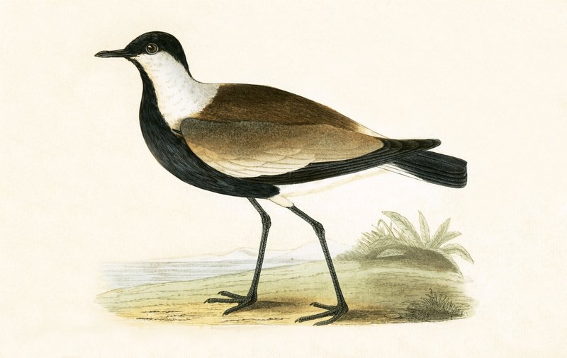 Spur Winged Plover, kuvitus Charles Robert Breen (1811-86) teoksesta "A History of the Birds of the Birds of the British Islands", julkaistu 1867 tekijältä English School