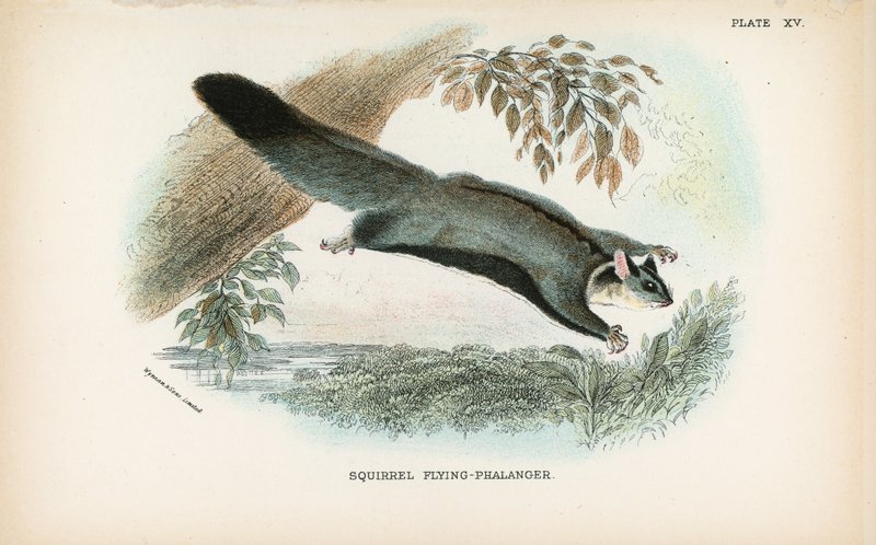 Orava Flying-Phalanger tekijältä English School