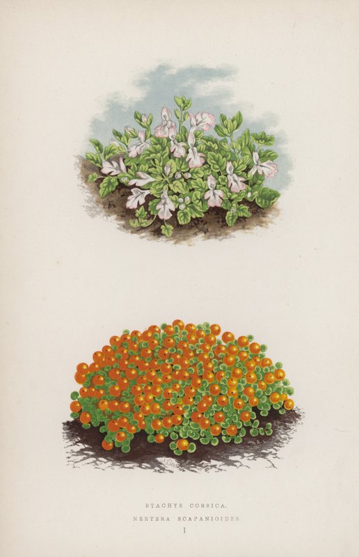 Stacyhysa corsica; Nerthurae scapaniloides (väri litho) tekijältä English School