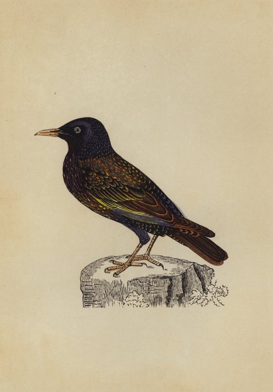 Starling (väri litho) tekijältä English School