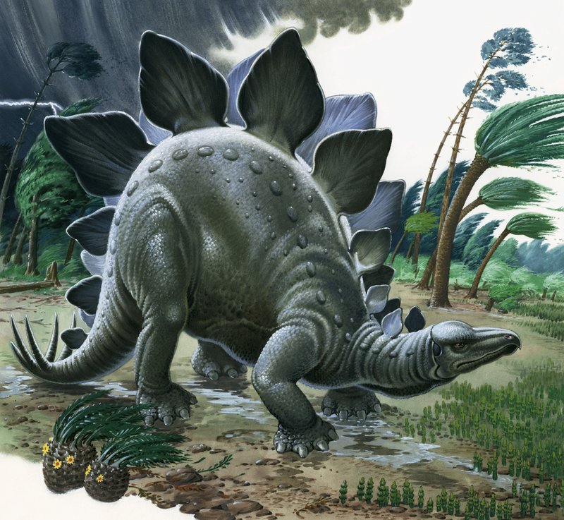 Stegosaurus tekijältä English School