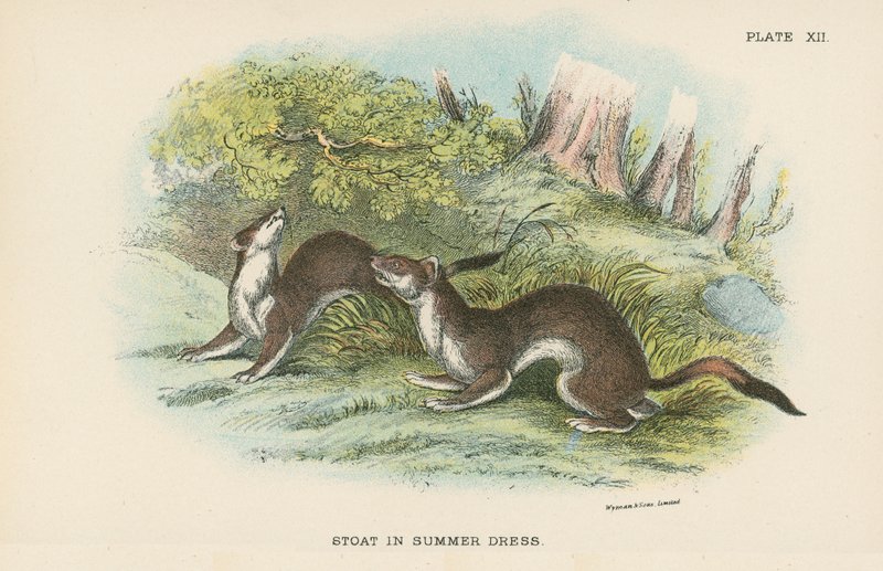 Stoat kesämekossa tekijältä English School