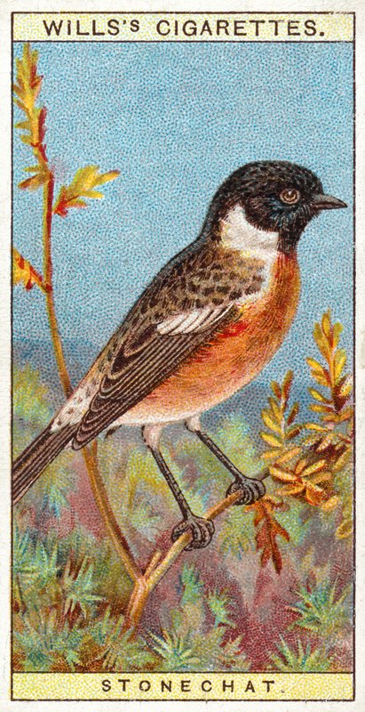Stonechat tekijältä English School