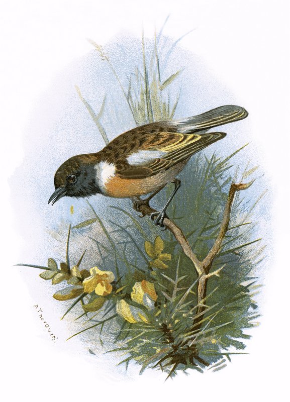 Stonechat tekijältä English School