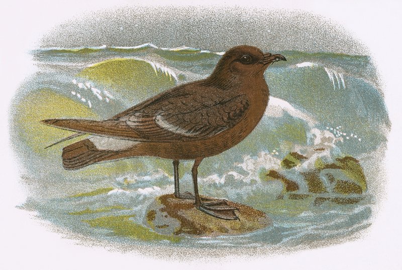 Storm Petrel tekijältä English School