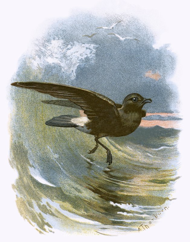Storm Petrel tekijältä English School
