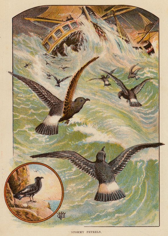 Stormy Petrels (väri litho) tekijältä English School