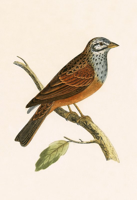Striolated Bunting, kuvitus Charles Robert Breen (1811-86) teoksesta "Euroopan lintujen historia, joita ei havaittu Brittein saarilla", julkaistu 1867 tekijältä English School
