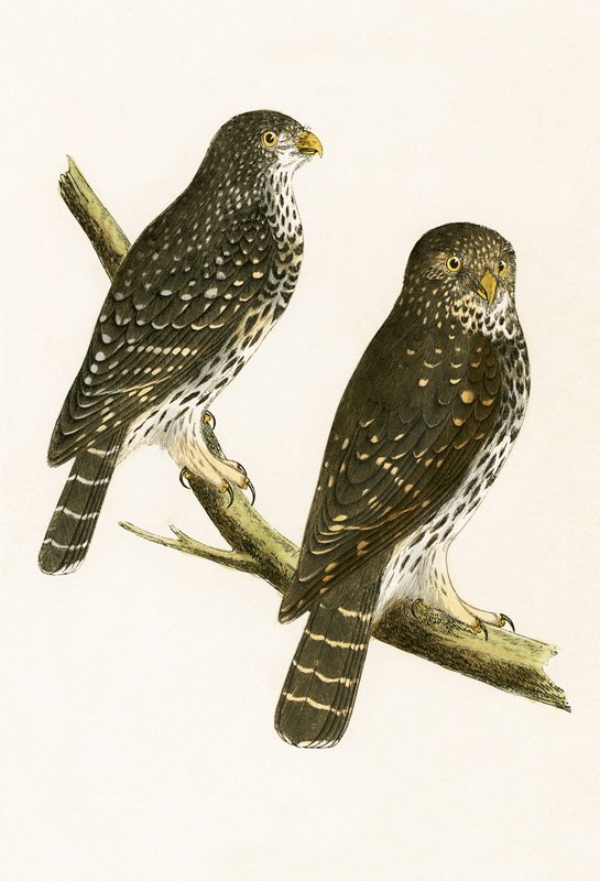 Strix Pusilla, kuvitus Charles Robert Breen (1811-86) teoksesta 