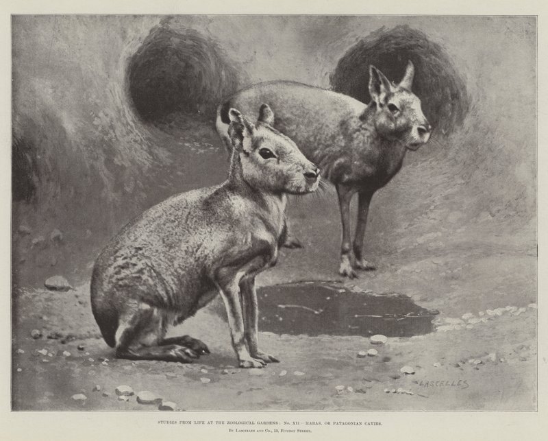 Tutkimuksia elämästä eläintarhoissa, Marasissa tai Patagonian luolissa (litho) tekijältä English School