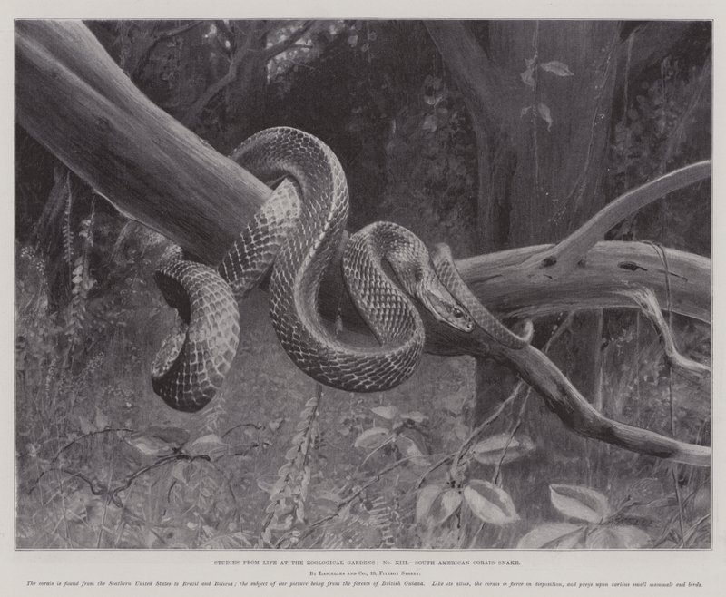 Tutkimuksia Life at the Zoological Gardens, Etelä-Amerikan Corais Snake (litho) tekijältä English School