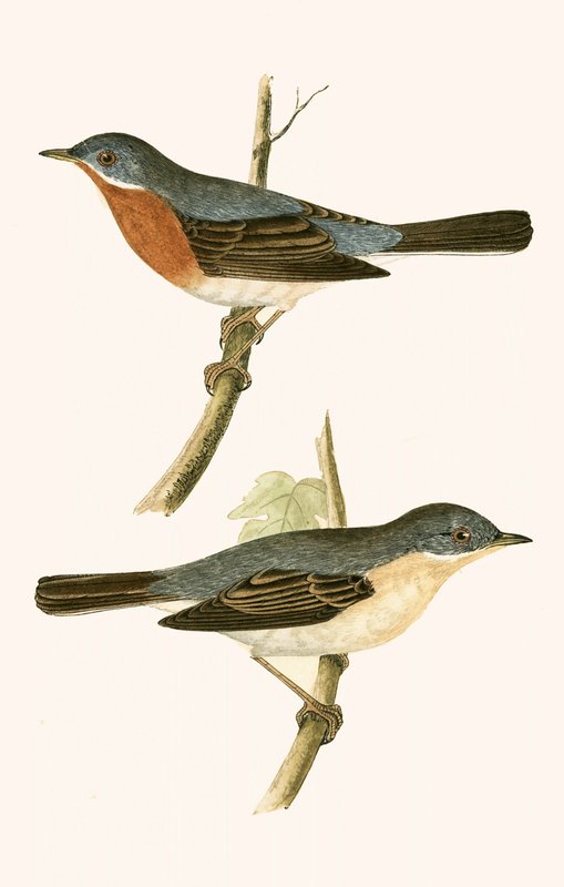 Sub Alpine Warbler, kuvitus Charles Robert Breen (1811-86) julkaisusta "A History of the Birds of the Birds of the British Islands", julkaistu 1867 tekijältä English School