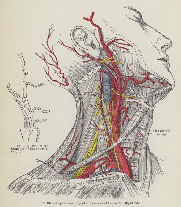 Kaulan valtimoiden kirurginen anatomia, oikea puoli (kaiverrus) tekijältä English School