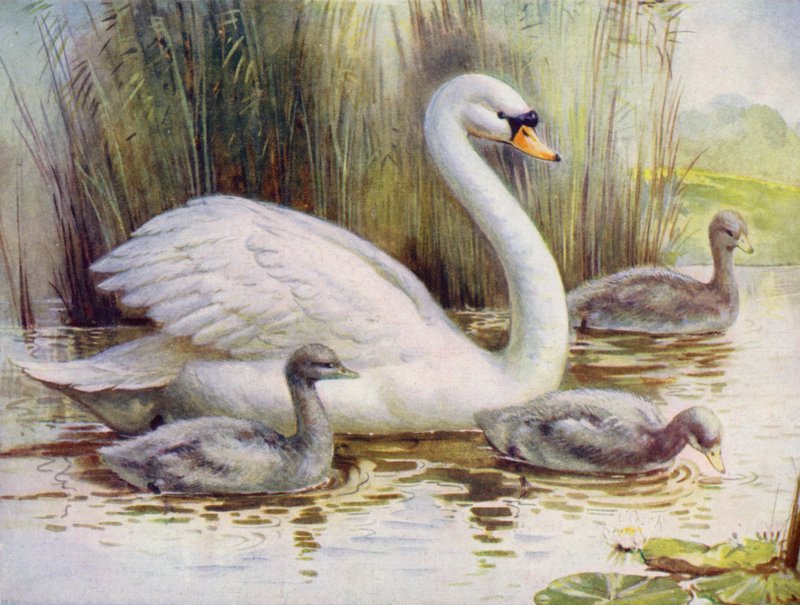 Joutsen ja cygnets (väri litho) tekijältä English School