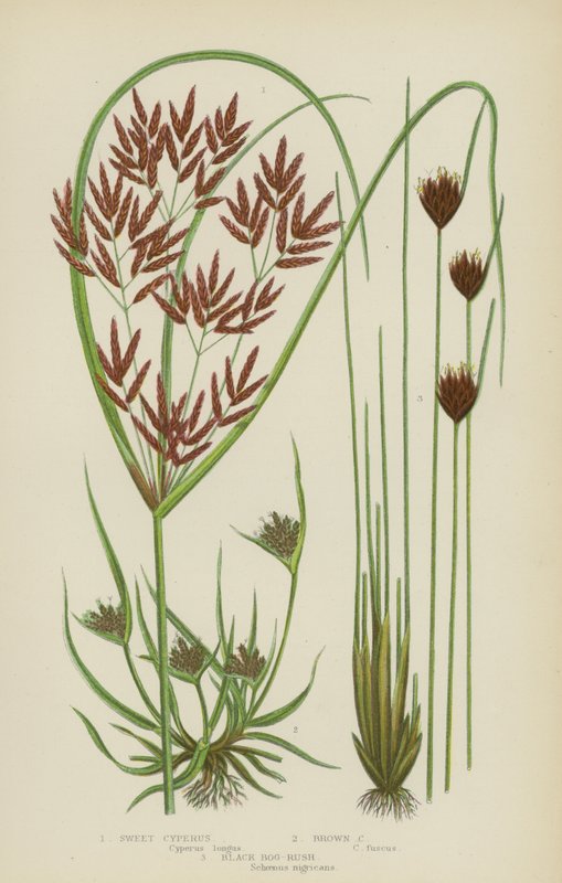 Sweet Cyperus, Brown Cyperus, Black Bog-Rush (väri litho) tekijältä English School