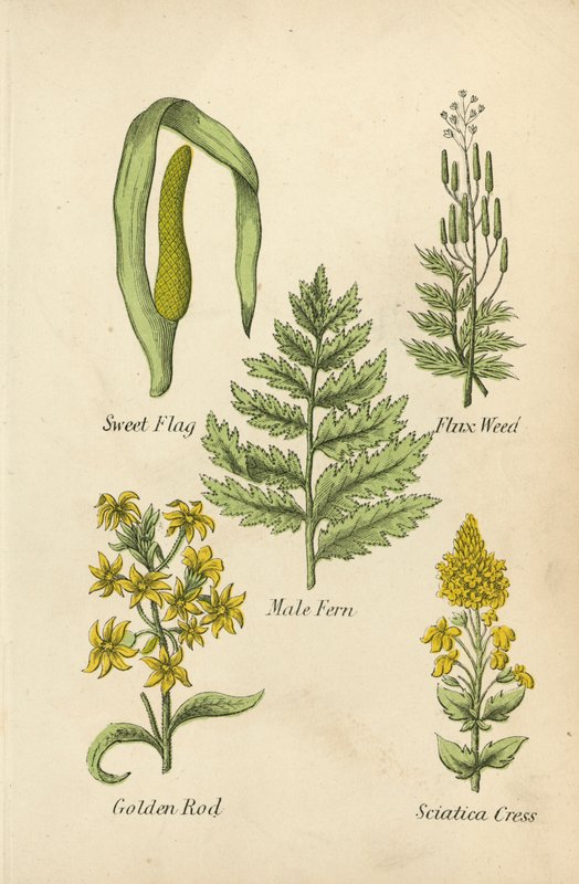 Sweet Flag, Flux Weed, Male Fern, Golden Rod, Sciatica Cress (värilitro) (väri litro) tekijältä English School