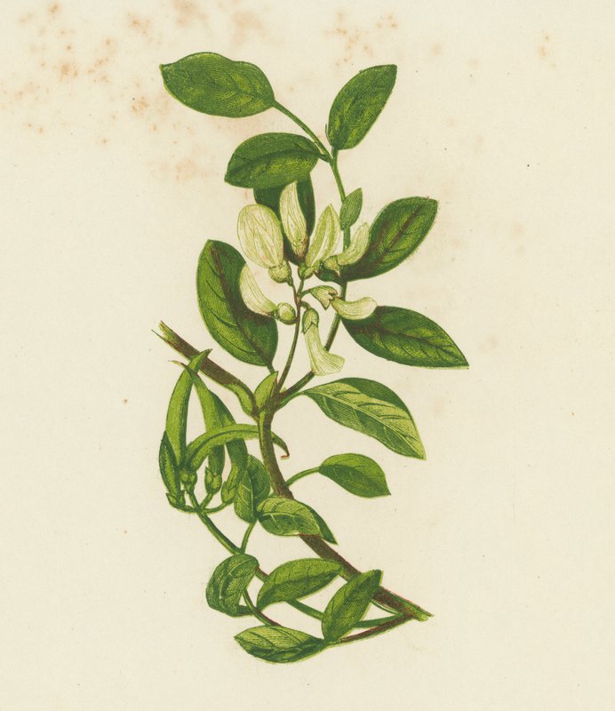Makea maitohorsma, Astragalus Glyciphyllus (väri litografia) tekijältä English School
