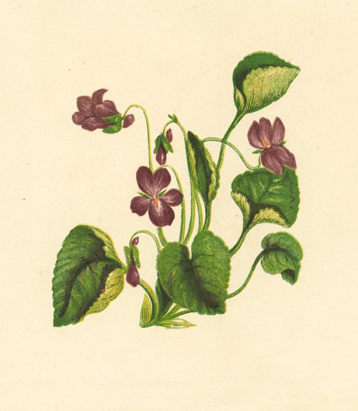 Makea orvokki, Viola Odorata (värilitro) tekijältä English School