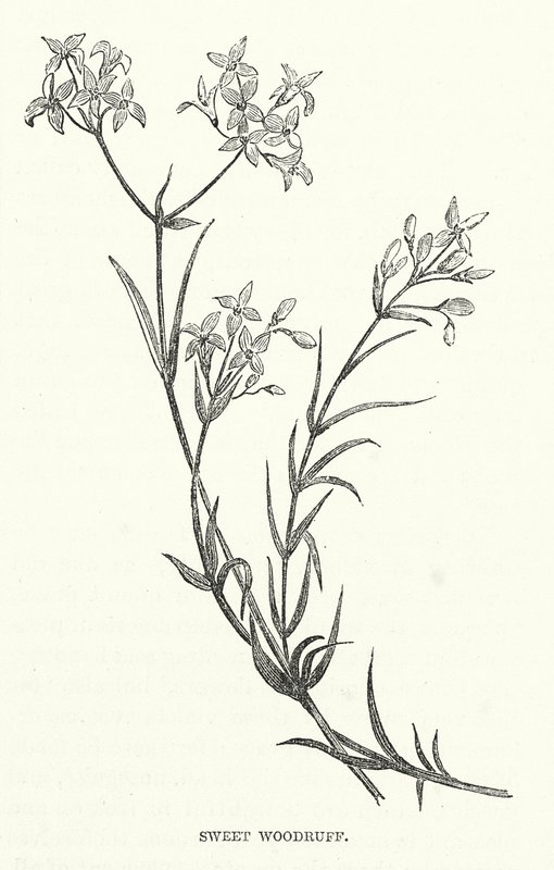 Sweet Woodruff (kaiverrus) tekijältä English School