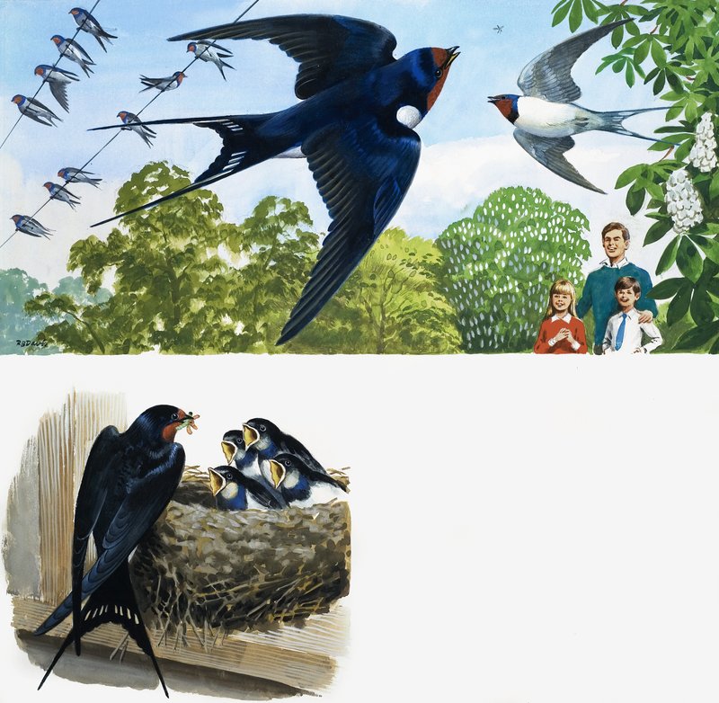 Swifts tekijältä English School