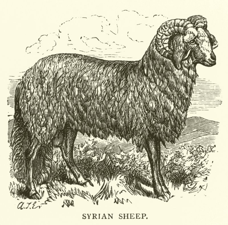 Syyrian lammas (kaiverrus) tekijältä English School