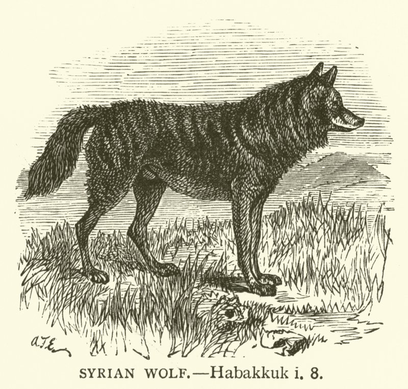 Syyrian susi, Habakuk, i, 8 (kaiverrus) tekijältä English School