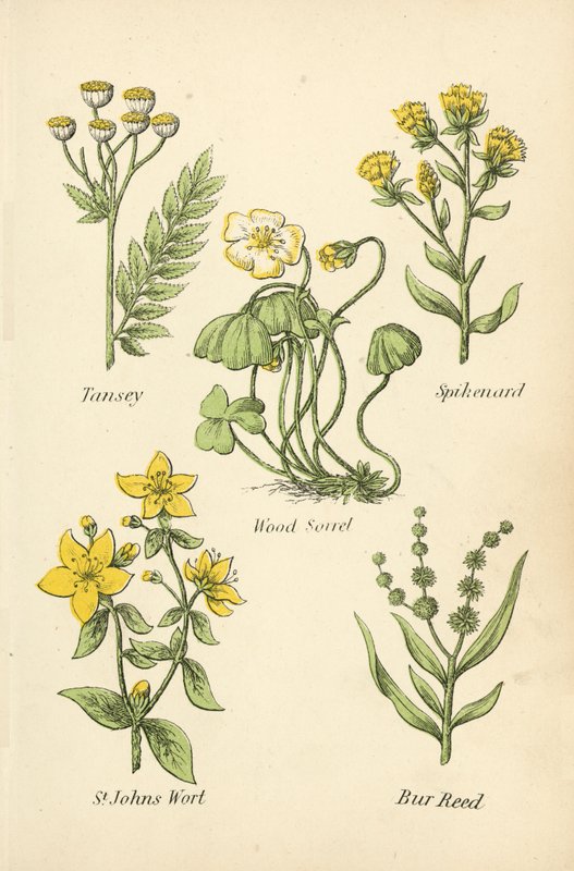 Tansey, Spikenard, Wood Suolapuu, mäkikuisma, Bur Reed tekijältä English School