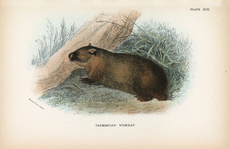 Tasmanian Wombat tekijältä English School